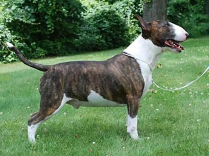 Glentom Bull Terriers photo 1