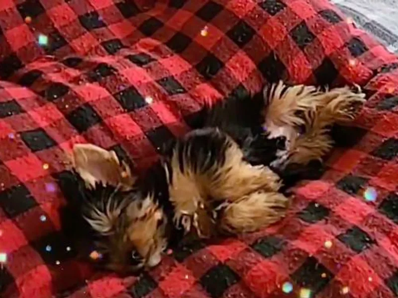 Glitter And Glitz Yorkies