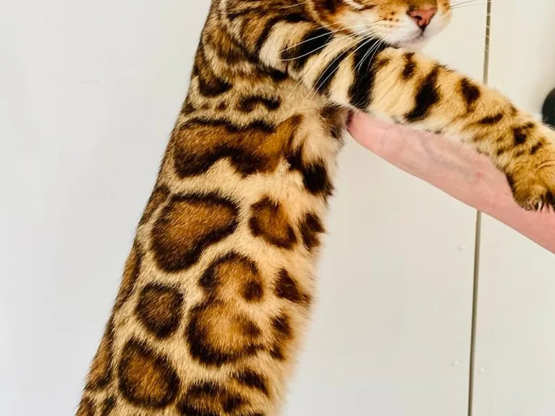 Glitterglam Bengals photo 1