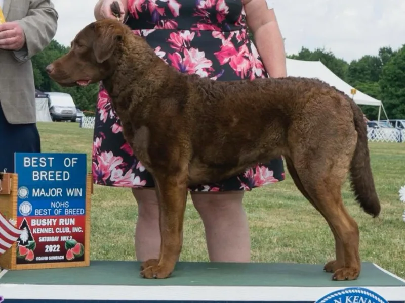 Global Waters Chesapeakes