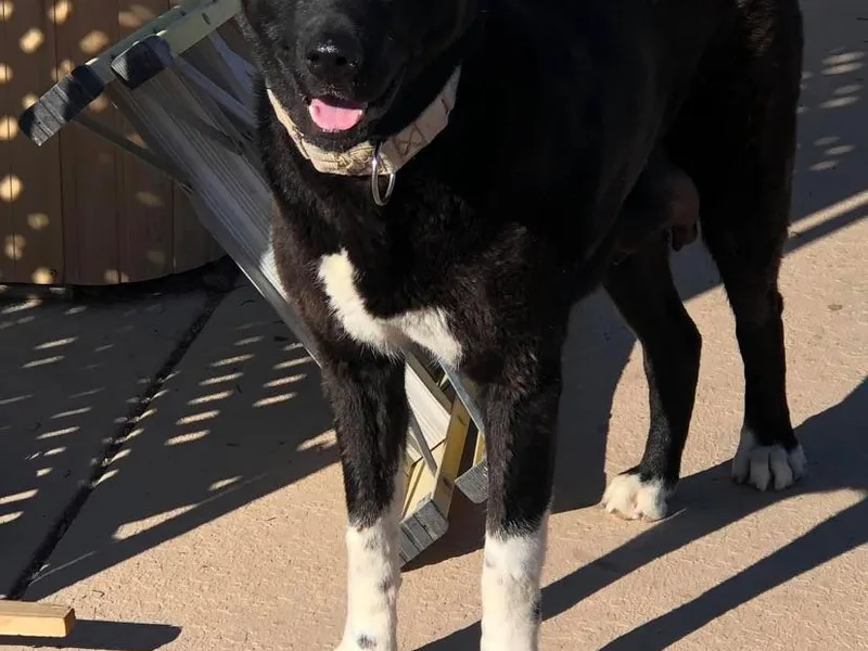 Gloe Akita's