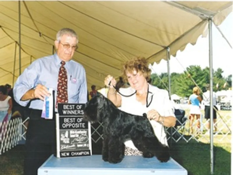 Glojan Miniature Schnauzers
