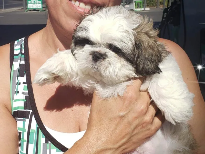 Gloria Sopher's Yorkshire Terriers photo 1