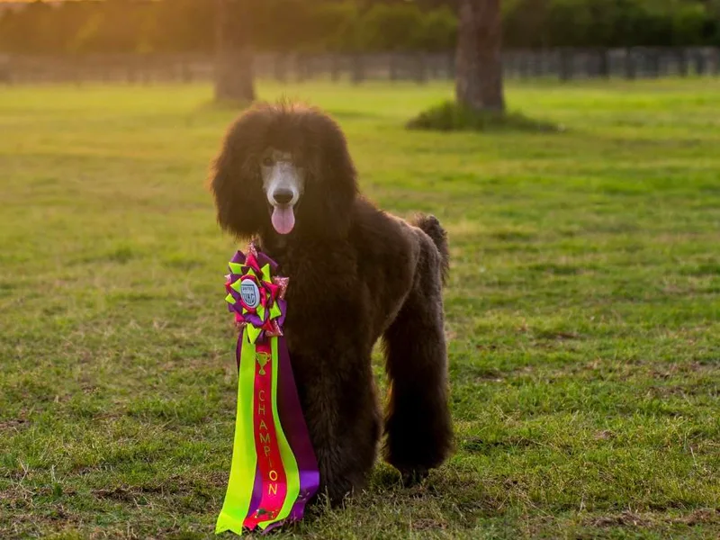 Glowing Star Standard Poodles