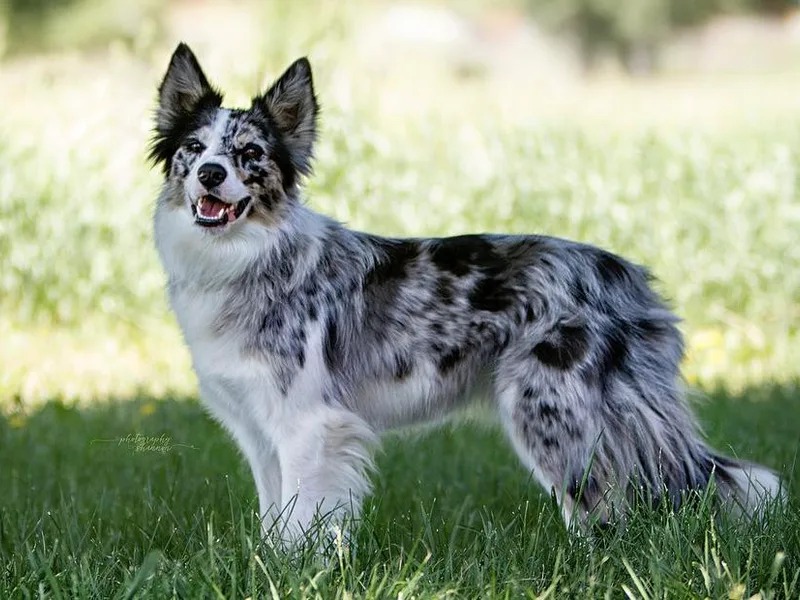 Gold Creek Ranch Border Collies