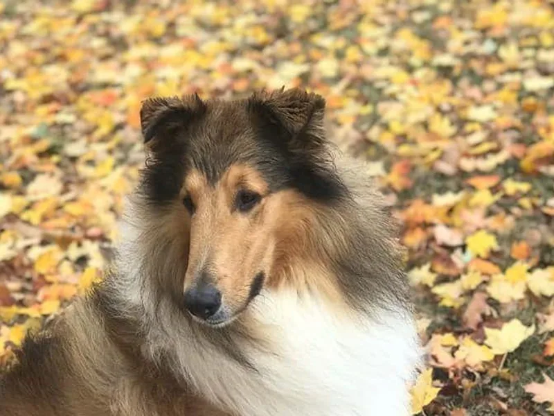 Gold Leaf Collies