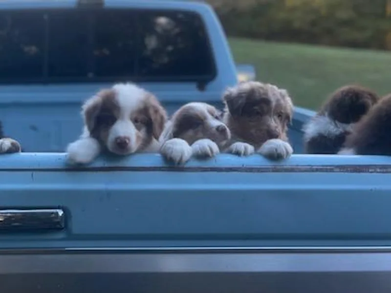 Gold Leaf Farm &amp; Kennels