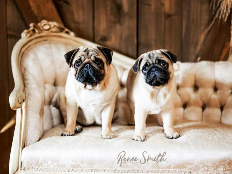 Gold Leaf Farm Pugs