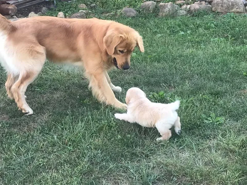 Gold Mountain Kennel