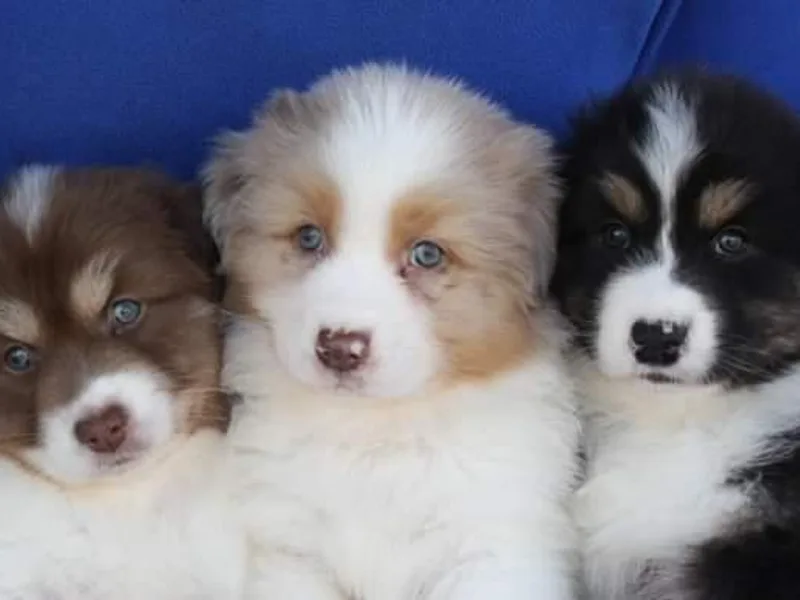 Gold Ring Australian Shepherds