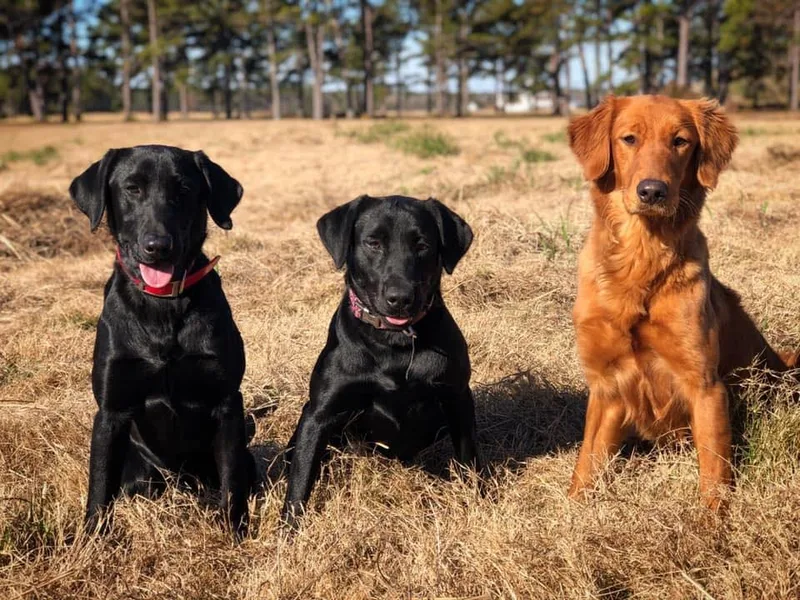Gold Rush Retrievers