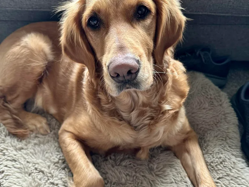 Gold Treasure Retrievers