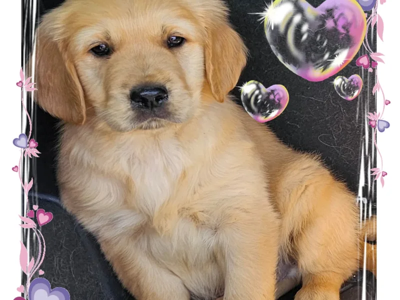 Golden Breeder photo 1