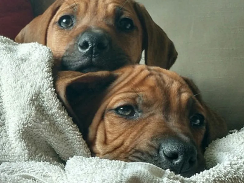 Golden Cup Ridgebacks
