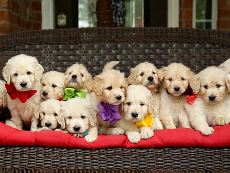 Golden Fields Doodles