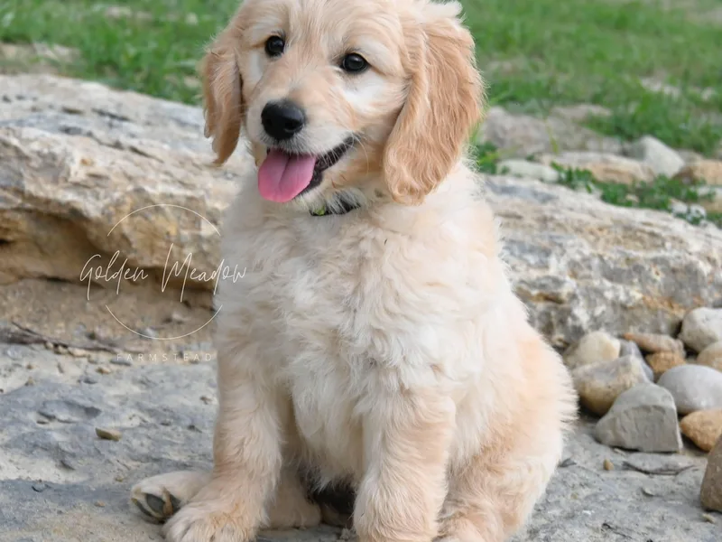 Golden Meadow Farmstead