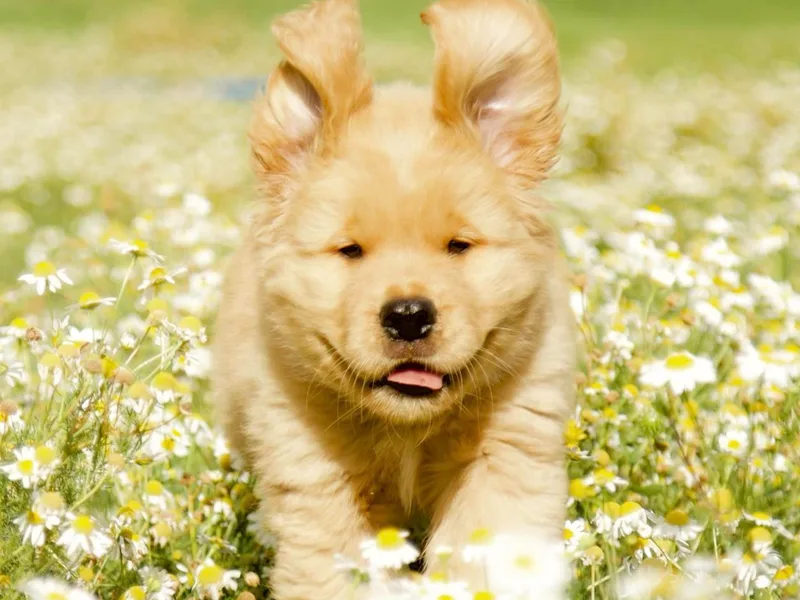 Golden Meadow Puppies