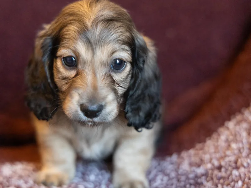 Golden Moose Homestead