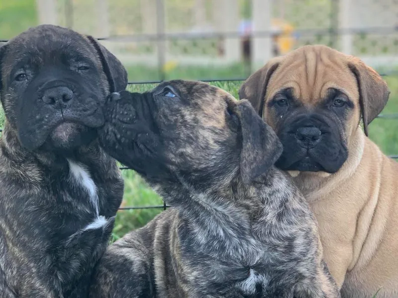 Golden Mountains Bullmastiffs