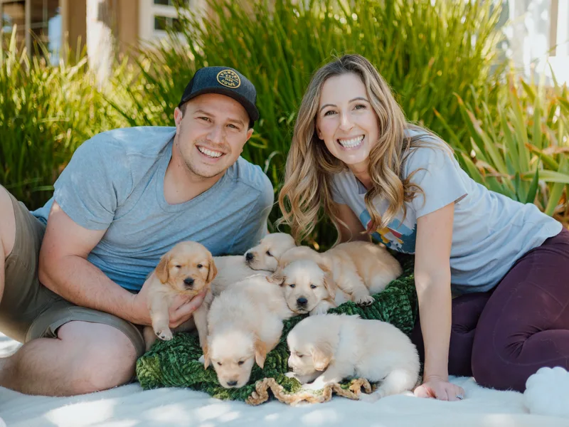 Golden Padawan Puppies