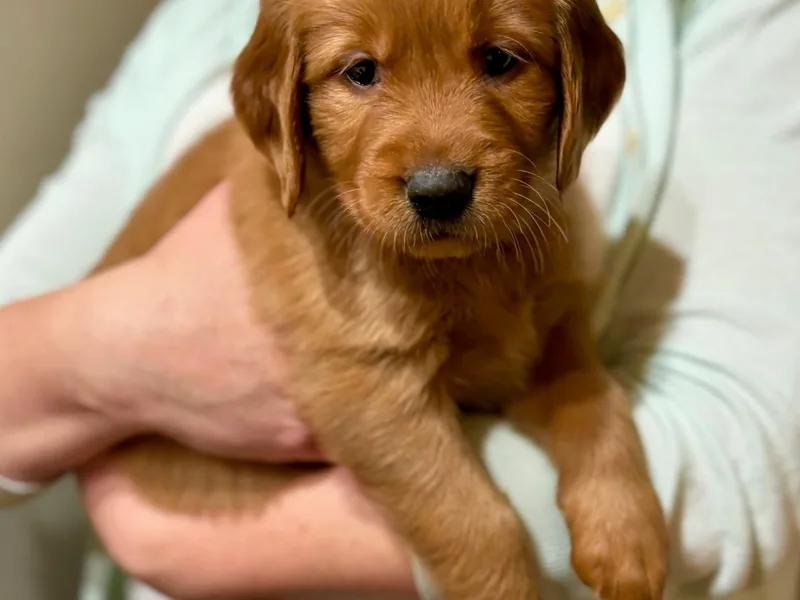 Golden Palms Puppies