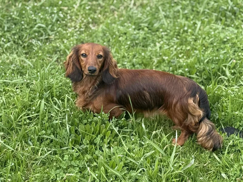 Golden Paws Dachshunds