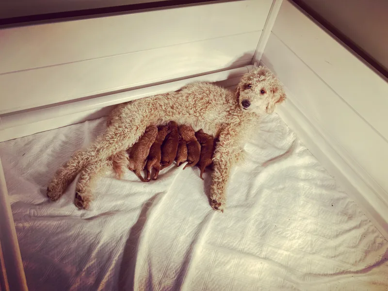 Golden Paws Farm
