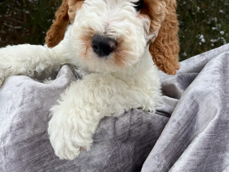 Golden Pine Designer Doodles