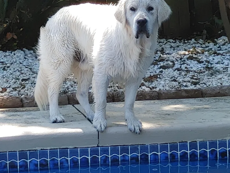 Golden Point Retrievers