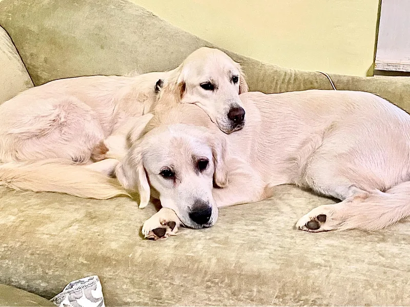 Golden Puppies USA