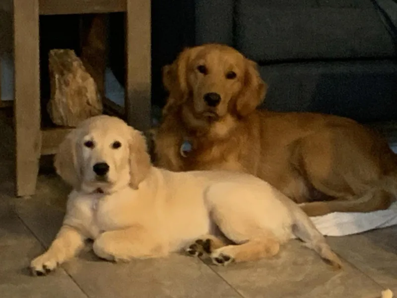 Golden Puppy Dog