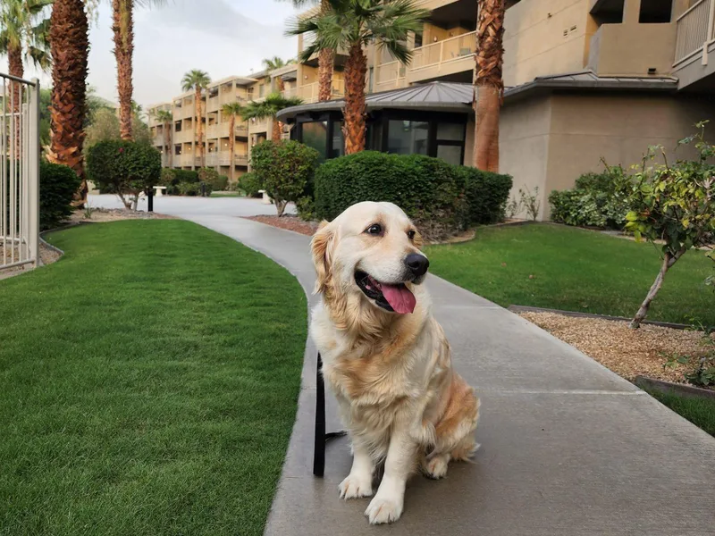Golden Ratio Retrievers