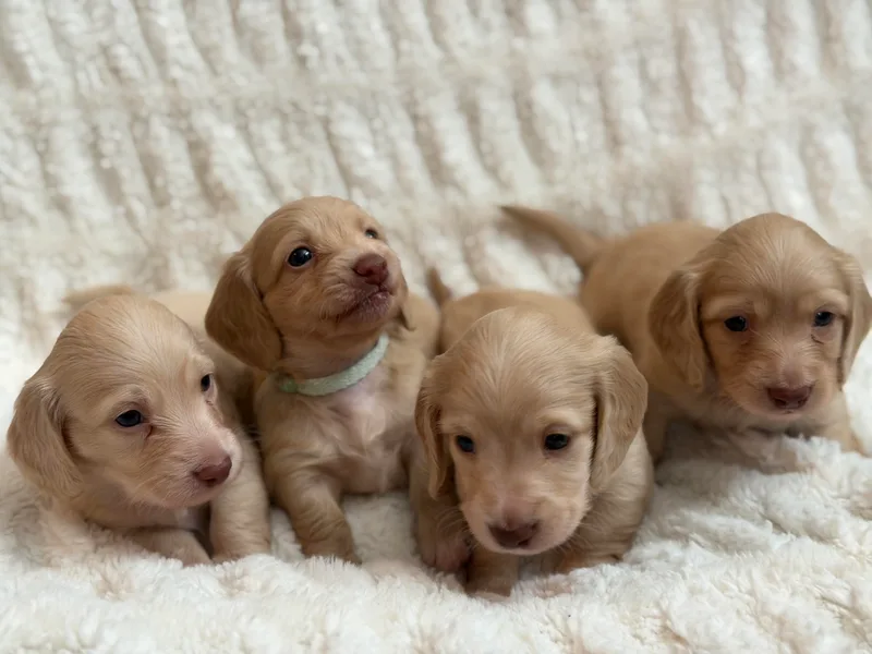 Golden Ray Dachshunds