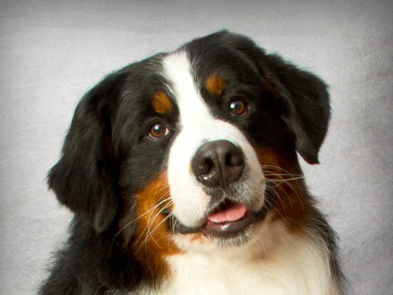 Golden Reign Berners
