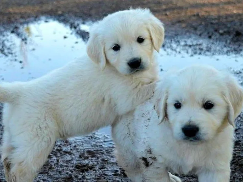 Golden Retriever Street