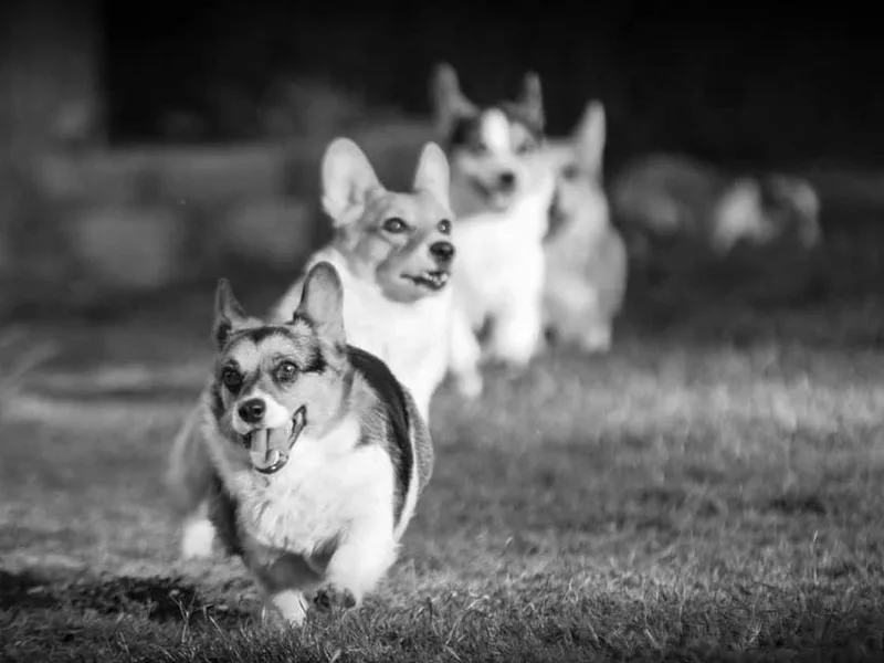 Golden Rose Corgis