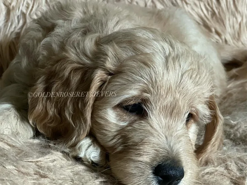 Golden Rose Retrievers and Doodles