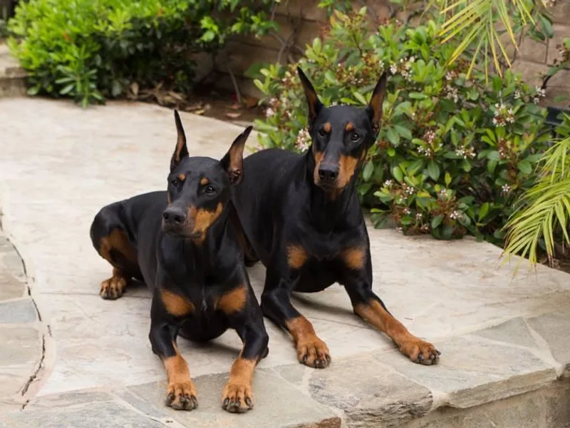 Golden Rule Dog Training