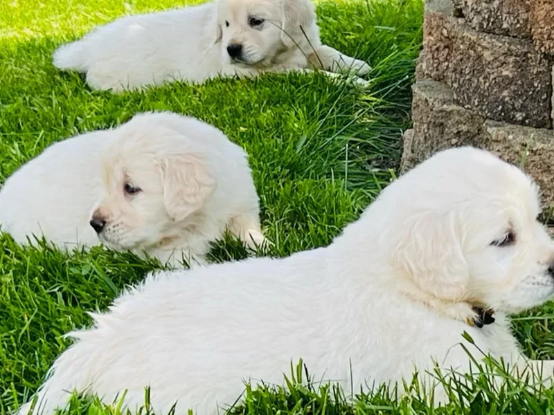 Golden’s of Remington Fields