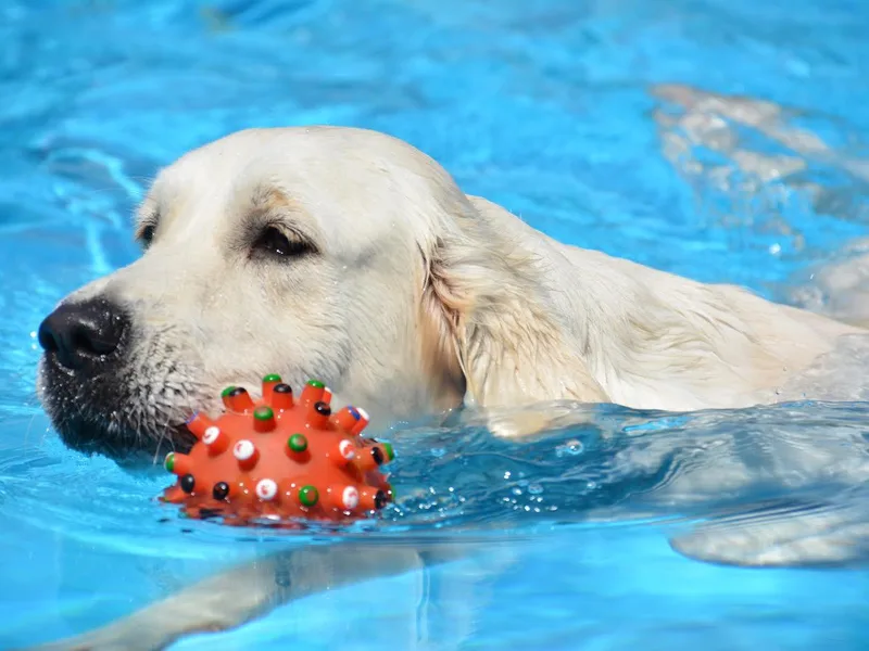 Golden Sensation Kennel
