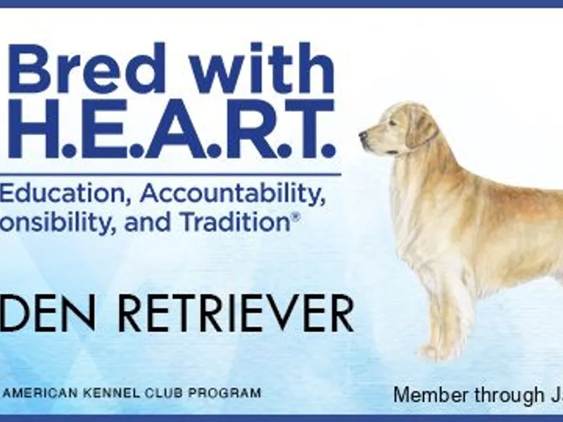 Golden Standard Retrievers