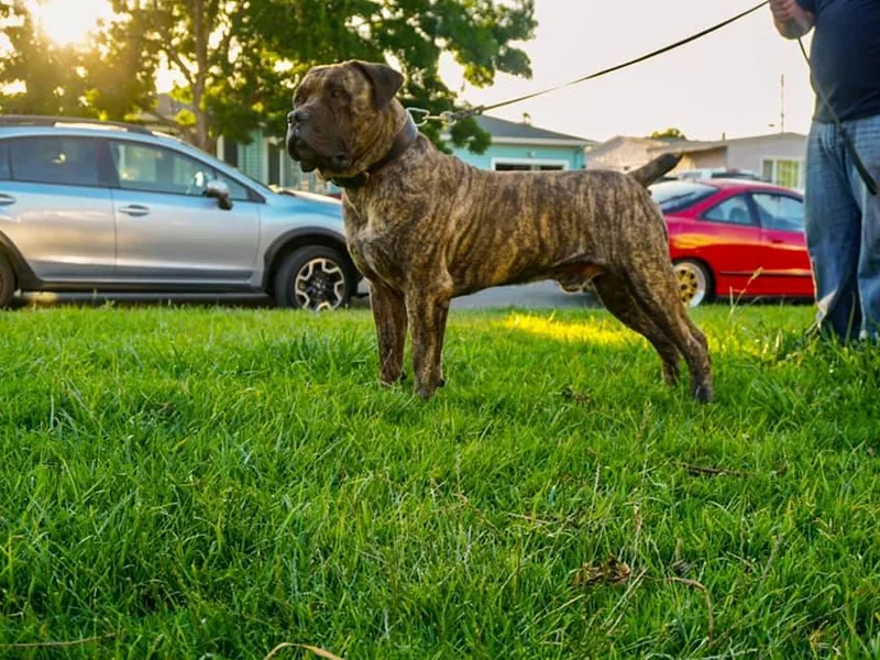 Golden State Boerboels