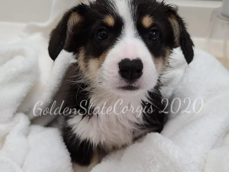 Golden State Corgis photo 1