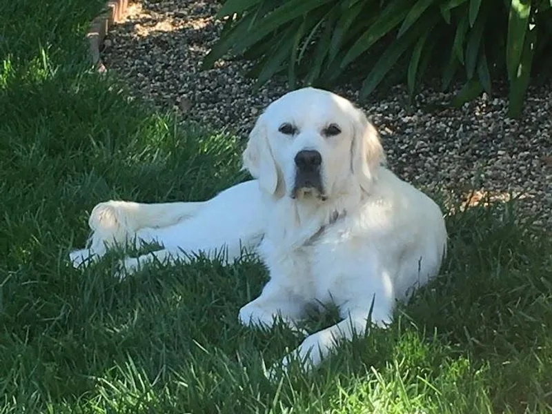 Golden State Goldens