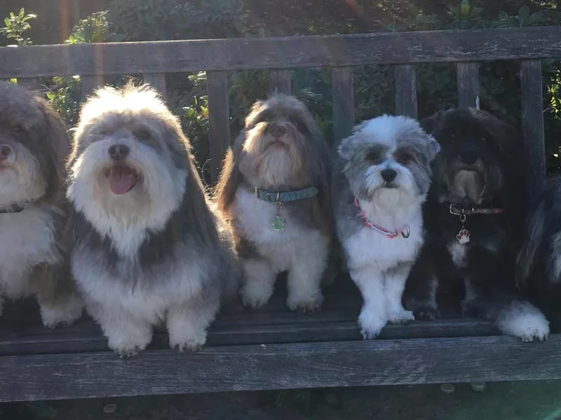 Golden State Havanese