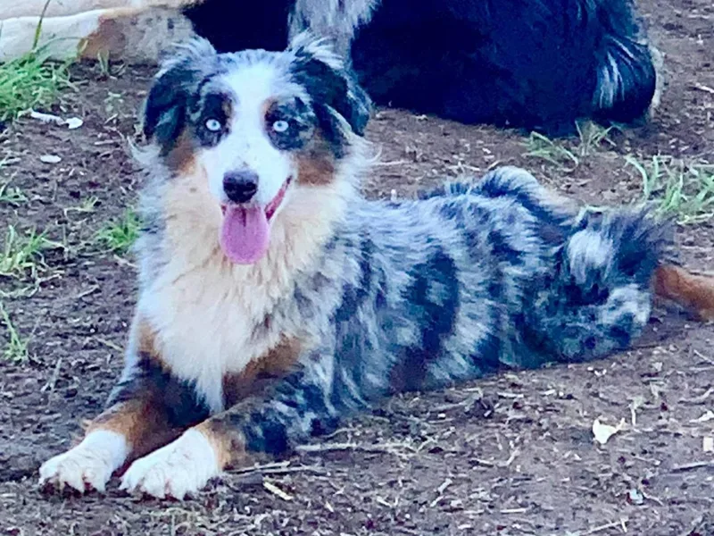 Golden State Mini Aussies