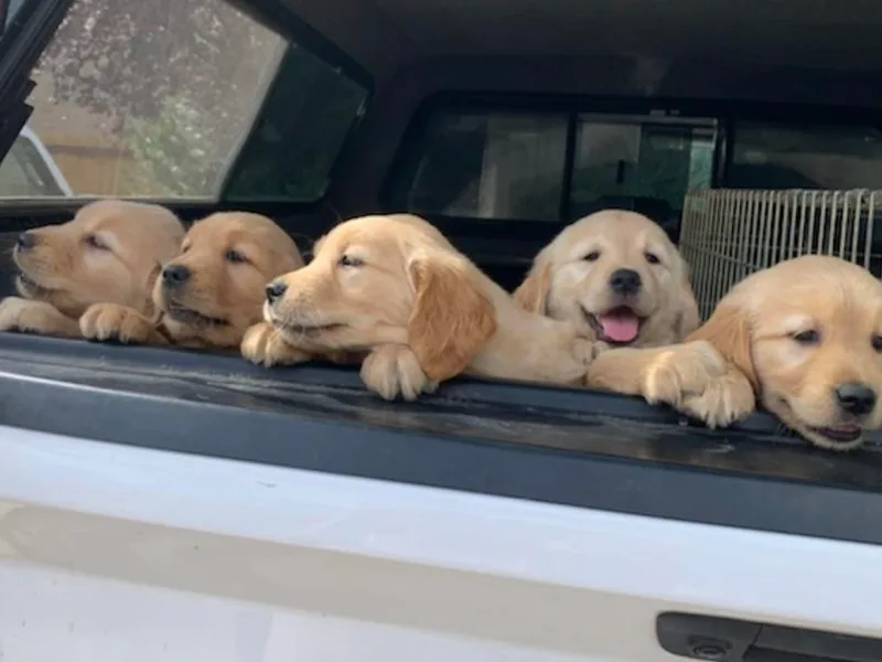 Golden Stone Retrievers