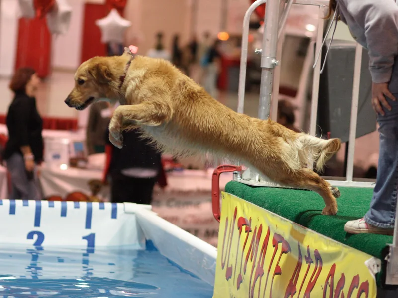 Golden Sunrise Retrievers
