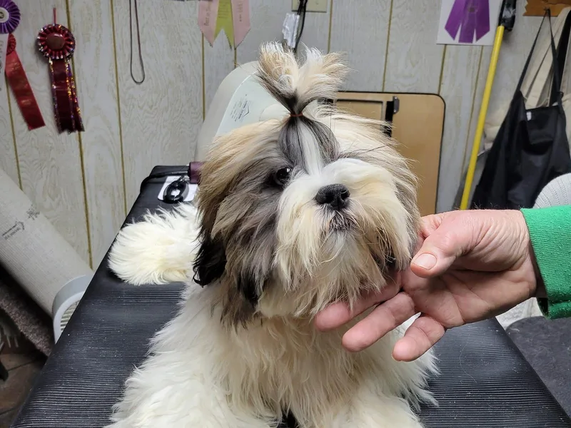 Golden Tu Lhasa Apso