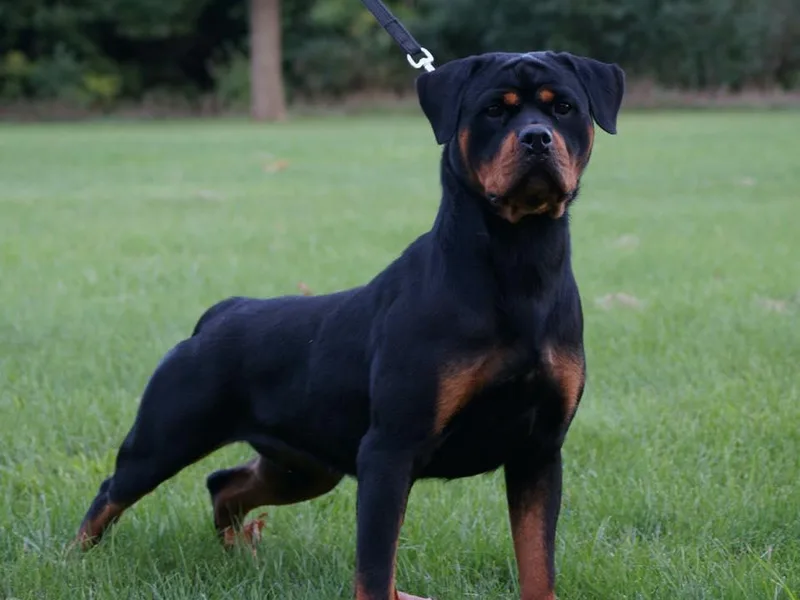 Golden valley Rotweillers